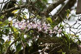 Imagem de Dendrobium amoenum Wall. ex Lindl.