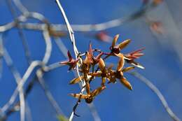 Image of Ipomoea bernoulliana Peter