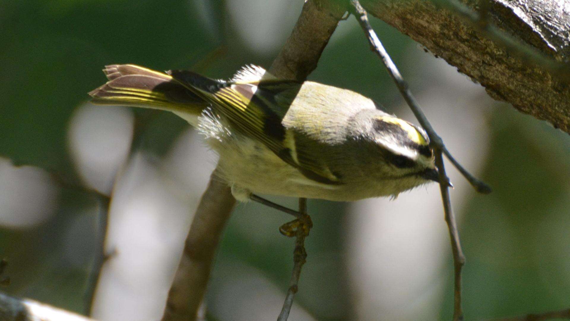 Image of Golden-crowned Kinglet