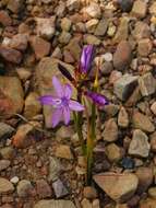 Image of Thereianthus bracteolatus (Lam.) G. J. Lewis