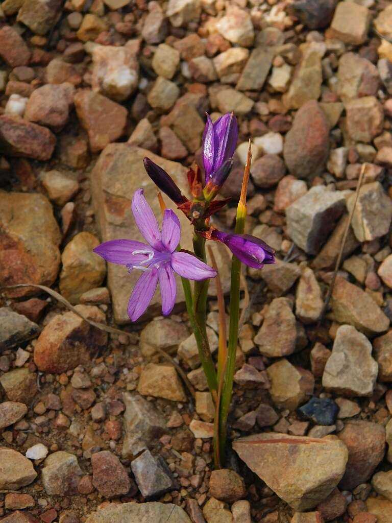 Image of Thereianthus bracteolatus (Lam.) G. J. Lewis