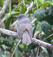 Image of Chestnut-capped Piha