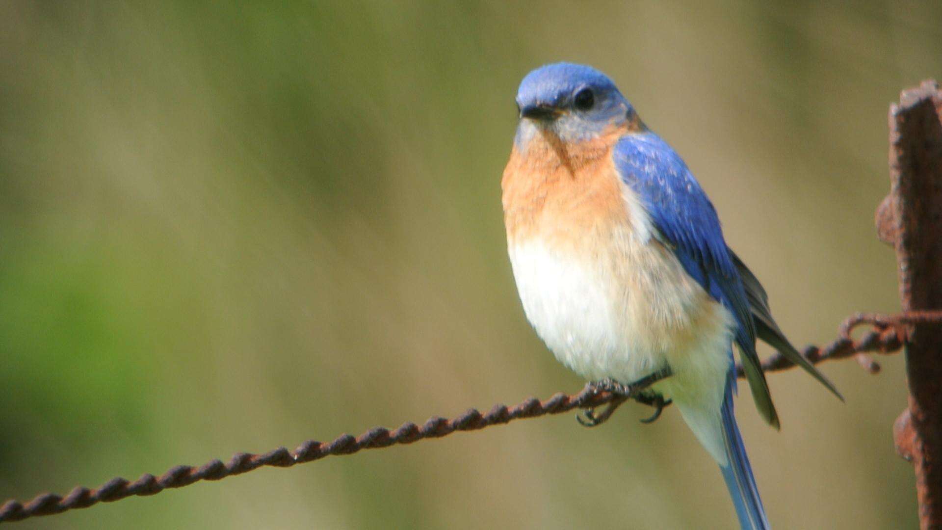 Image of Eastern Bluebird