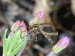 Image of <i>Marmasoma sumptuosum</i>