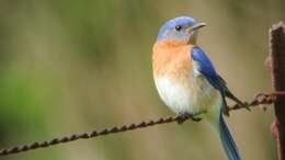 Image of Eastern Bluebird