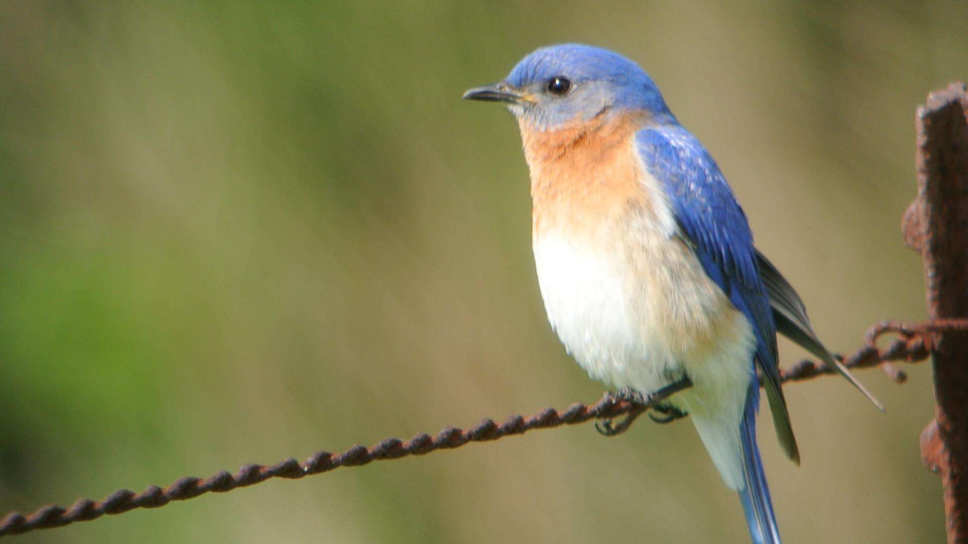 Image of Eastern Bluebird