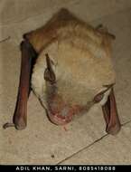Image of Tickell's Bat