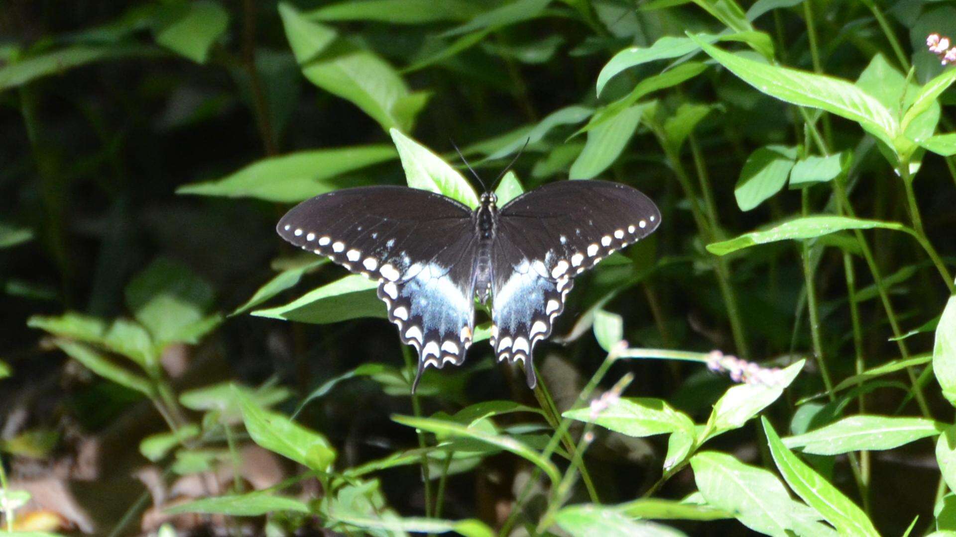 Papilio troilus Linnaeus 1758 resmi