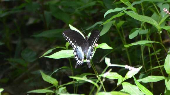 Image of Spicebush swallowtail