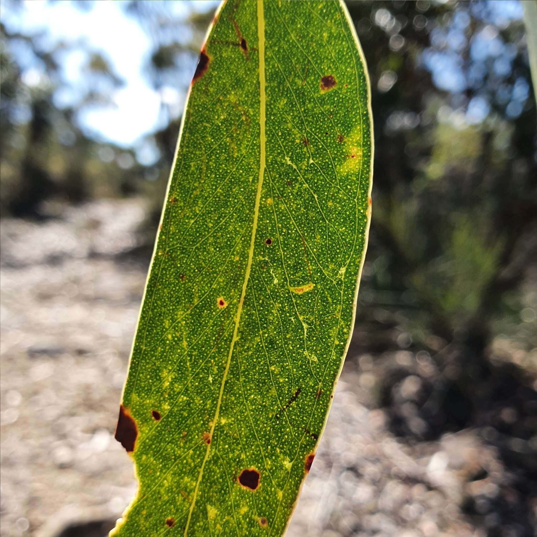 Image of yellow-top mallee-ash