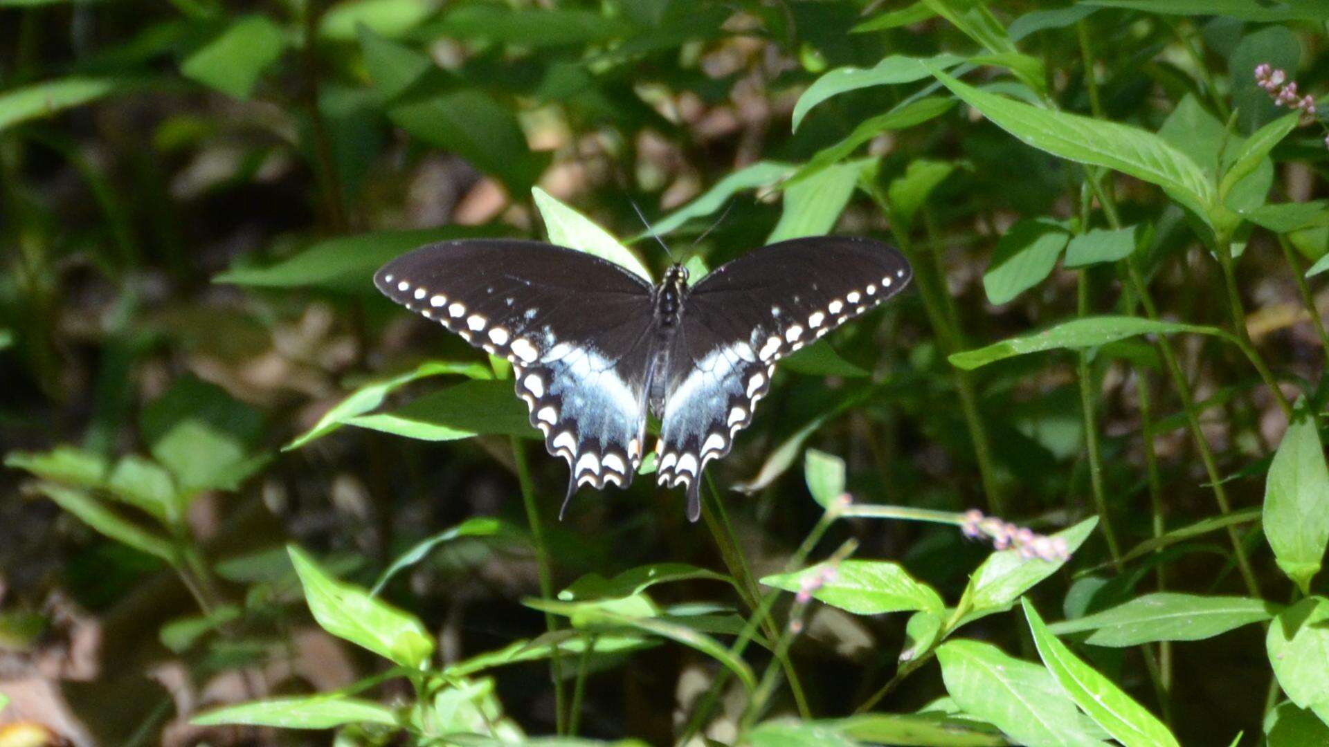 Papilio troilus Linnaeus 1758 resmi