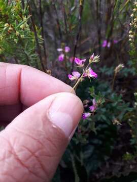 Image of Indigofera angustifolia var. tenuifolia (Lam.) Harv.