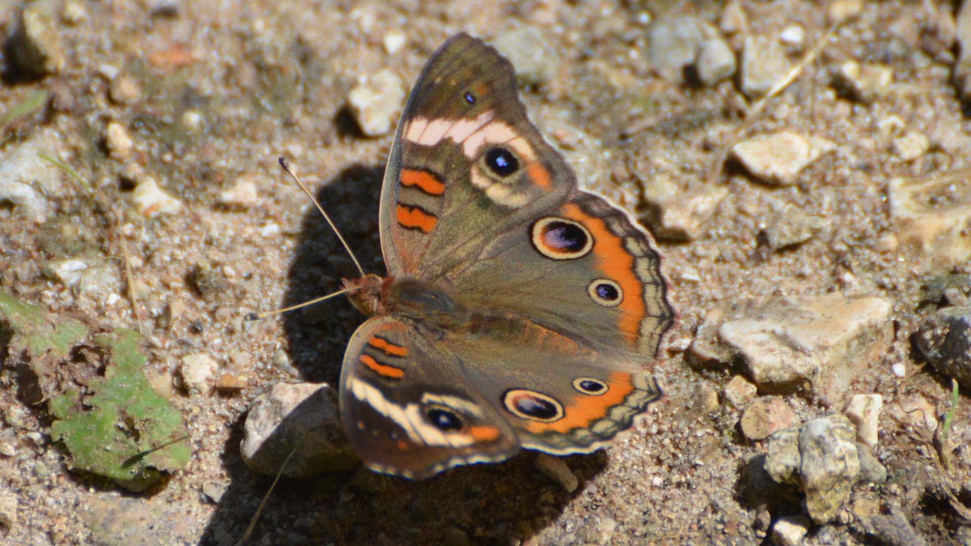 Image of Common buckeye