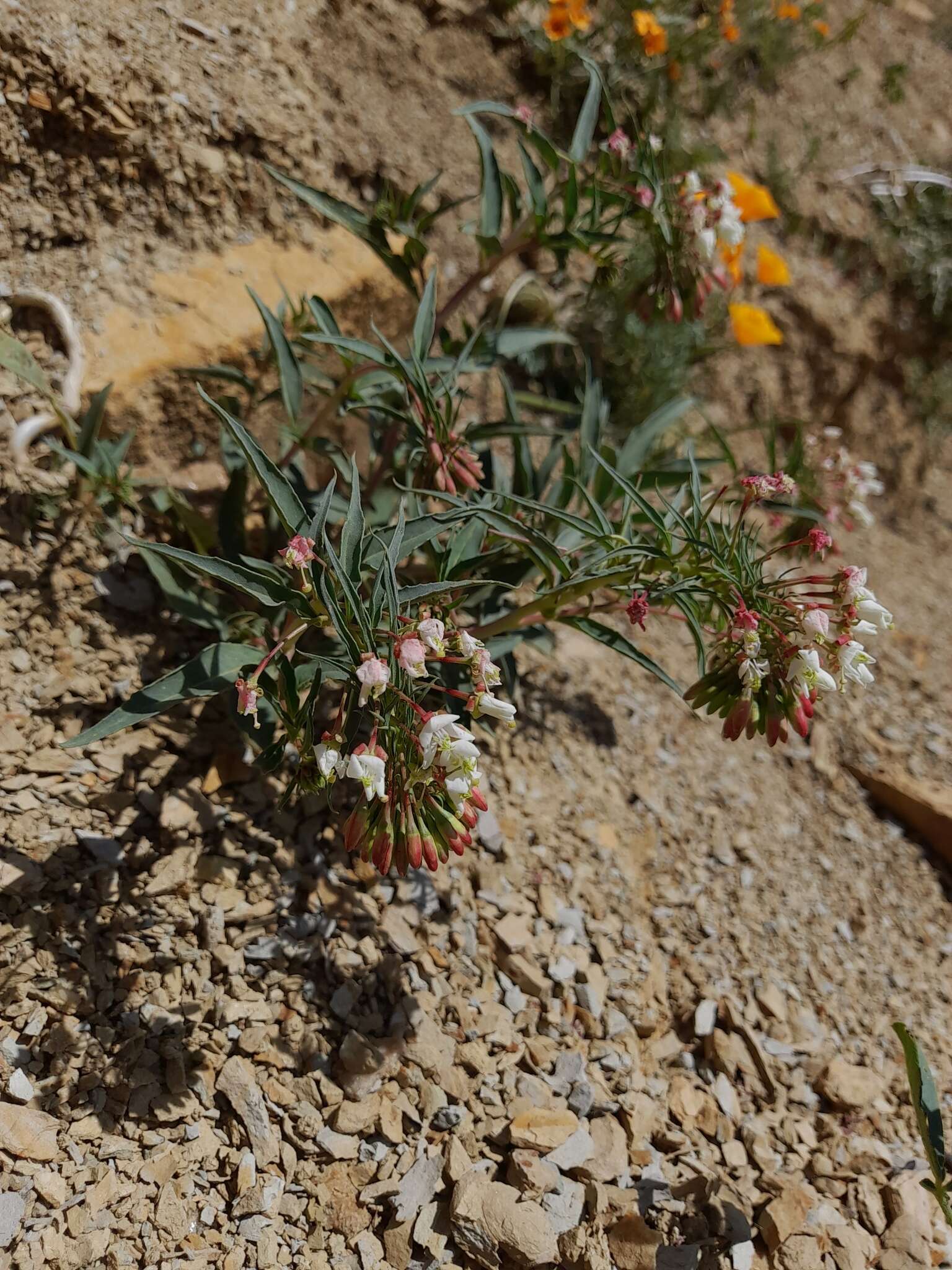 Eremothera boothii subsp. decorticans (Hook. & Arn.) W. L. Wagner & Hoch resmi