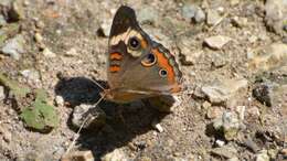 Image of Common buckeye