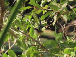 Image of Lilac-crowned Wren