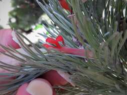 Image of Woolly Bush