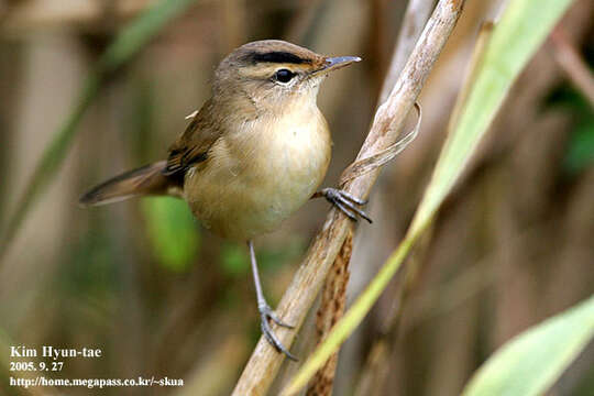 Image of Black-browed Reed Warbler