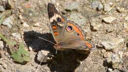 Image of Common buckeye