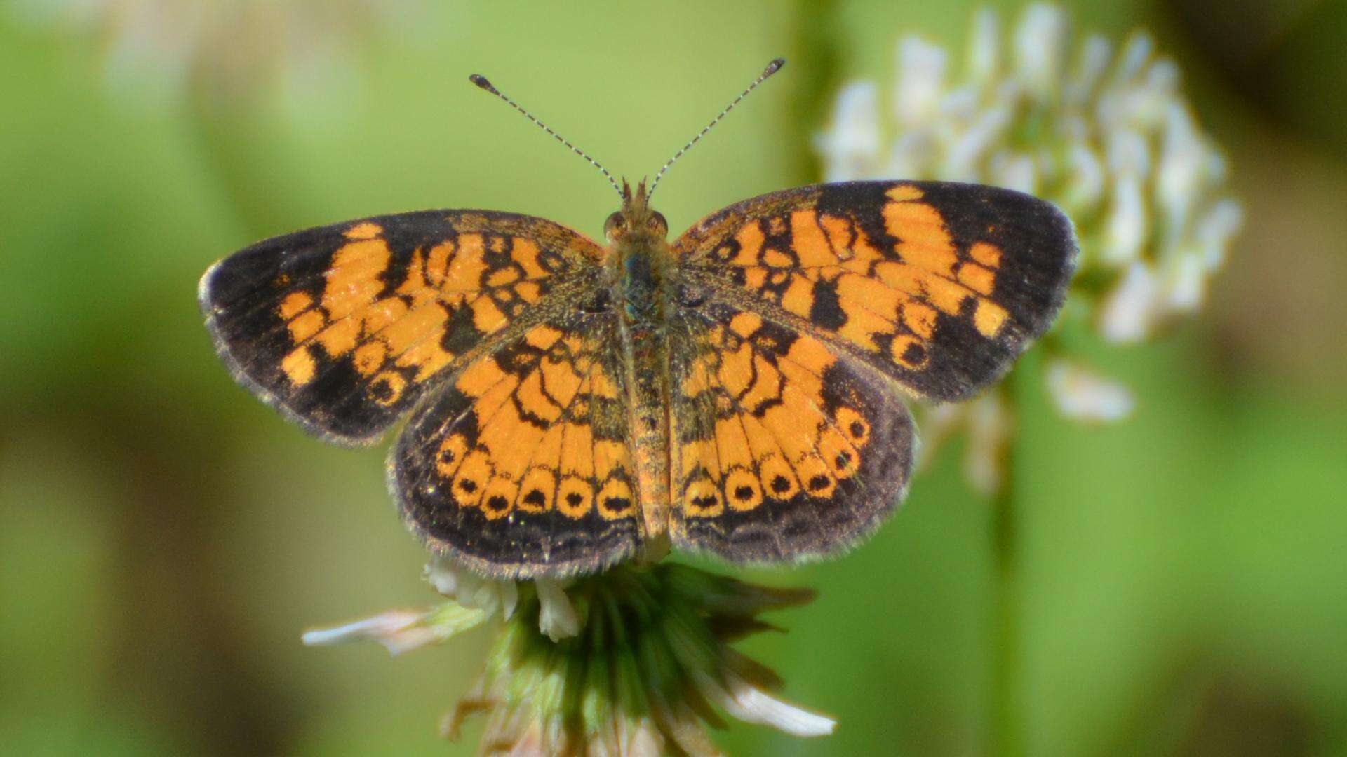 Image of Pearl Crescent