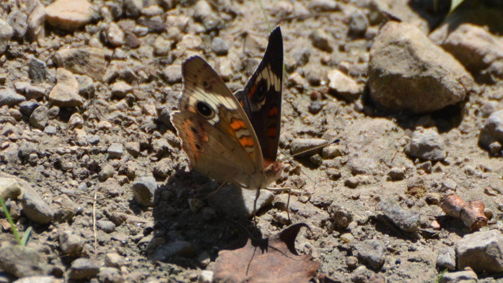 Image of Common buckeye