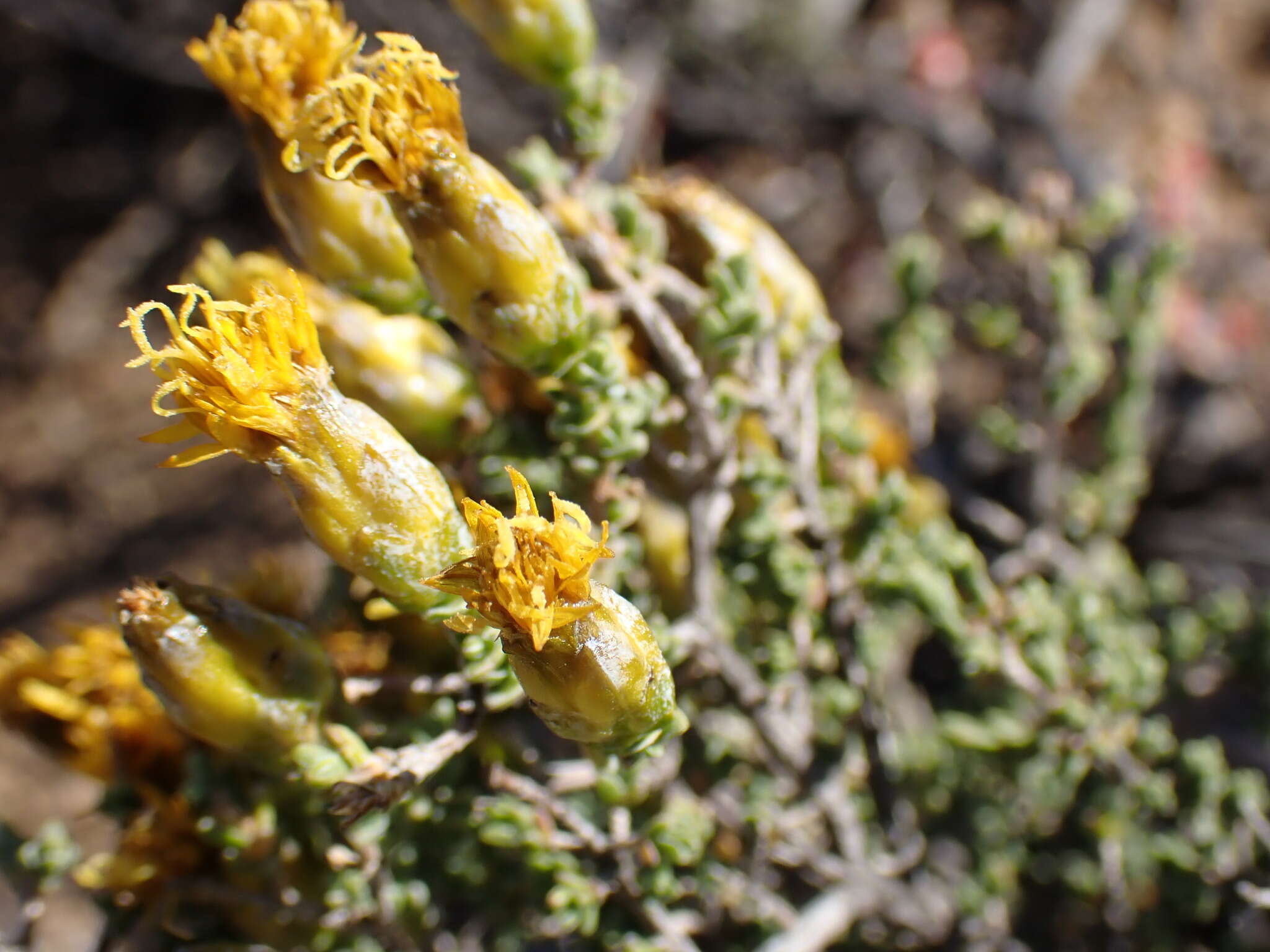 Imagem de Pteronia glomerata L. fil.