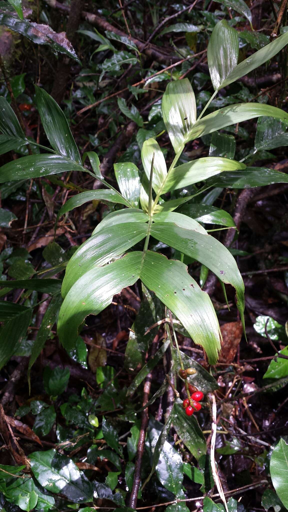 Image of Dypsis catatiana (Baill.) Beentje & J. Dransf.