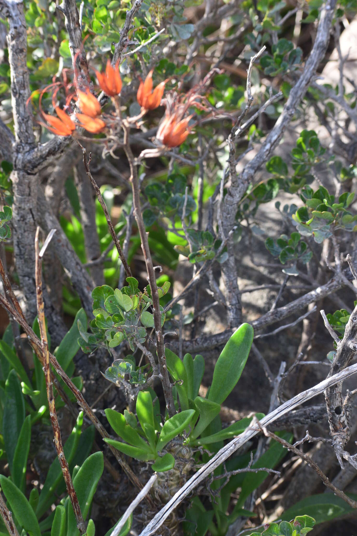 Imagem de Tylecodon grandiflorus (Burm. fil.) H. Tölken