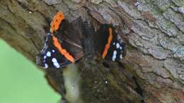 Image of Red Admiral