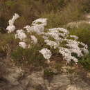 Image of Conospermum unilaterale E. M. Bennett