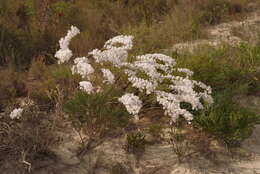 Image of Conospermum unilaterale E. M. Bennett