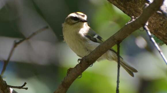 Image of Golden-crowned Kinglet