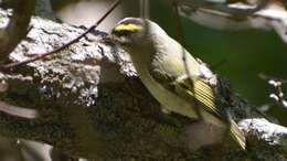 Image of Golden-crowned Kinglet