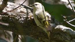 Image of Golden-crowned Kinglet