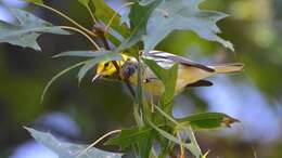 Image of Black-throated Green Warbler