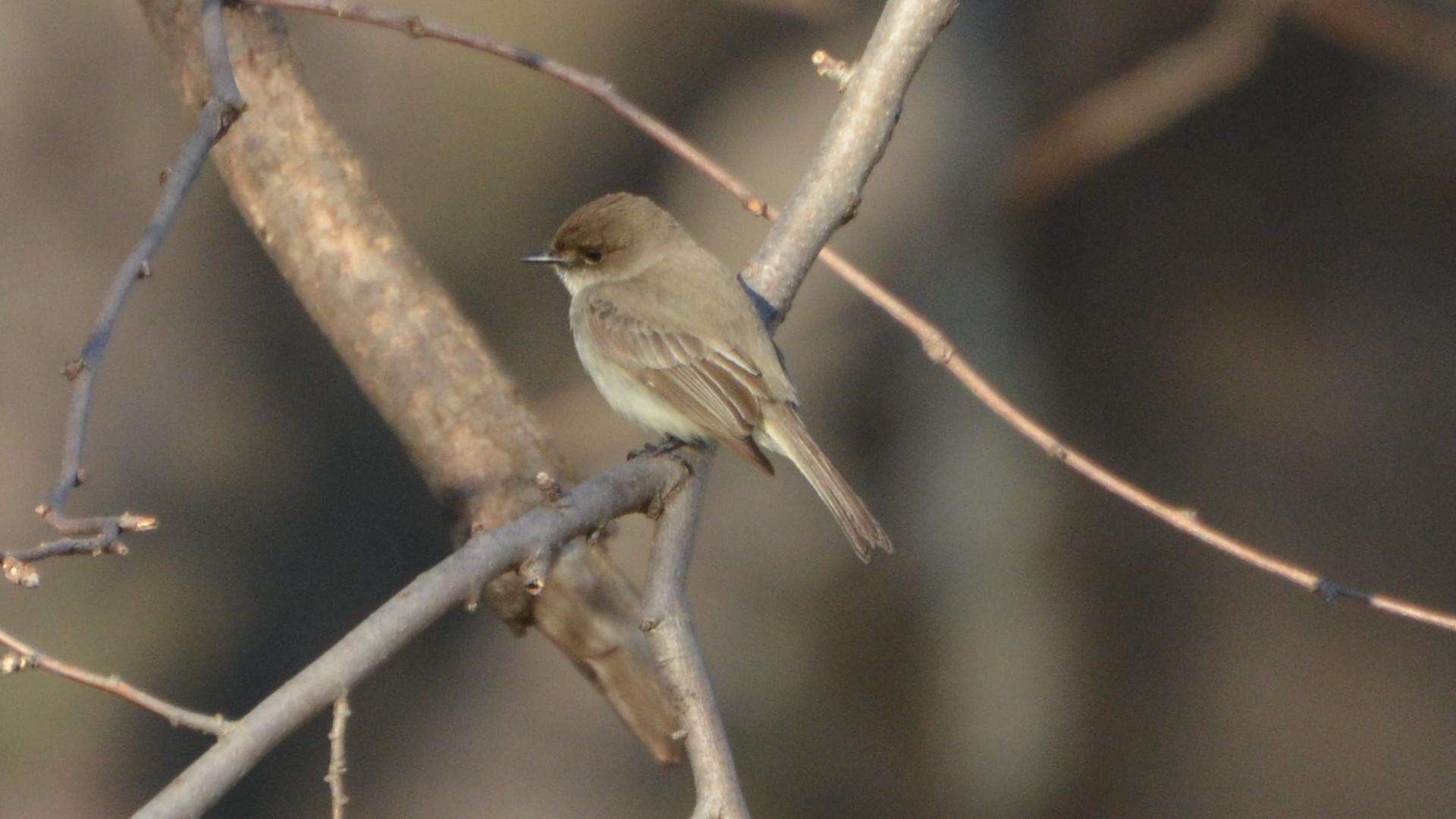 Image of Eastern Phoebe