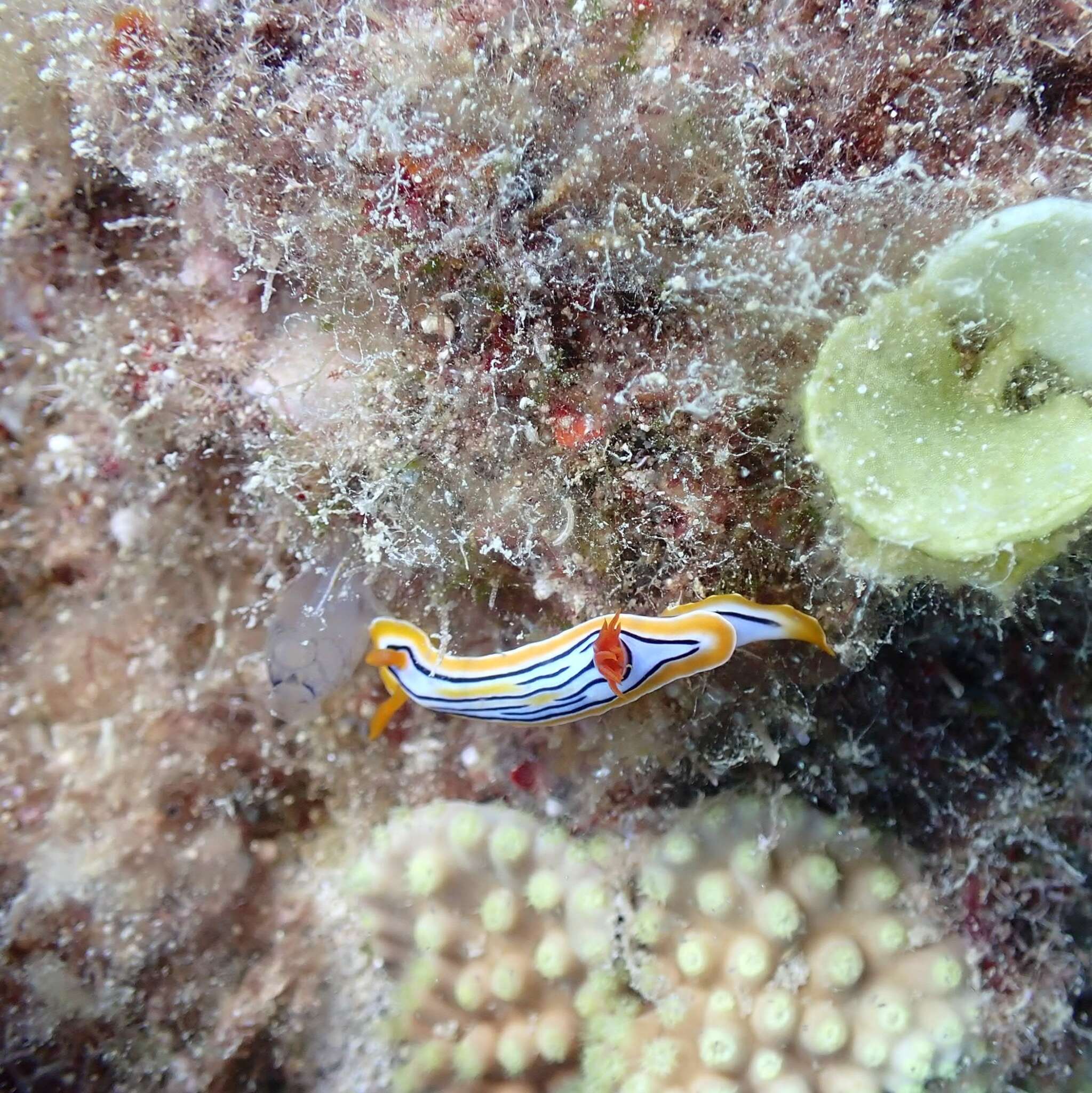 Image of Chromodoris colemani Rudman 1982