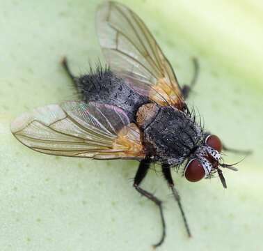 Allophorocera ferruginea (Meigen 1824)的圖片