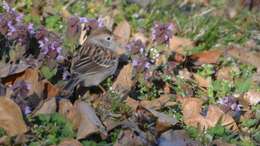 Image of Field Sparrow