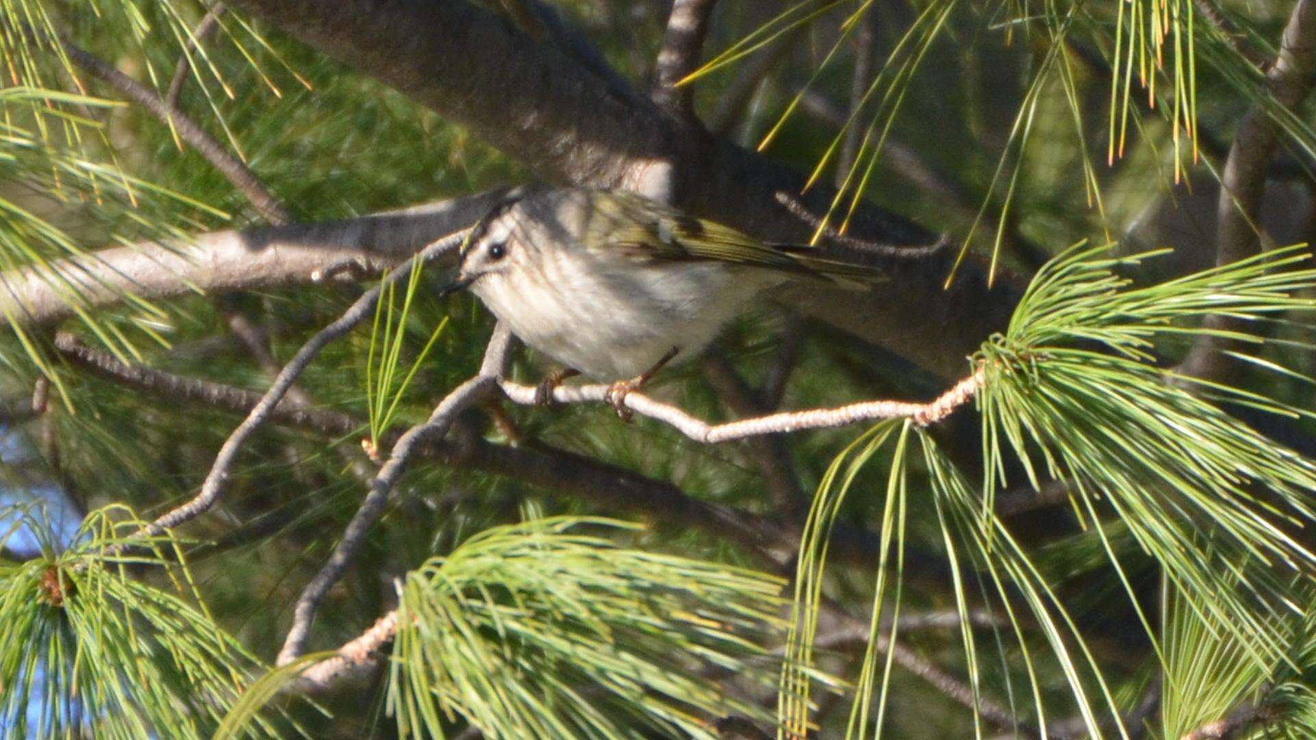 Image of Golden-crowned Kinglet