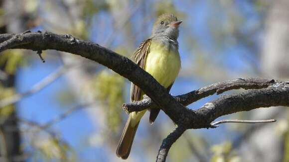 Image of Great Crested Flycatcher