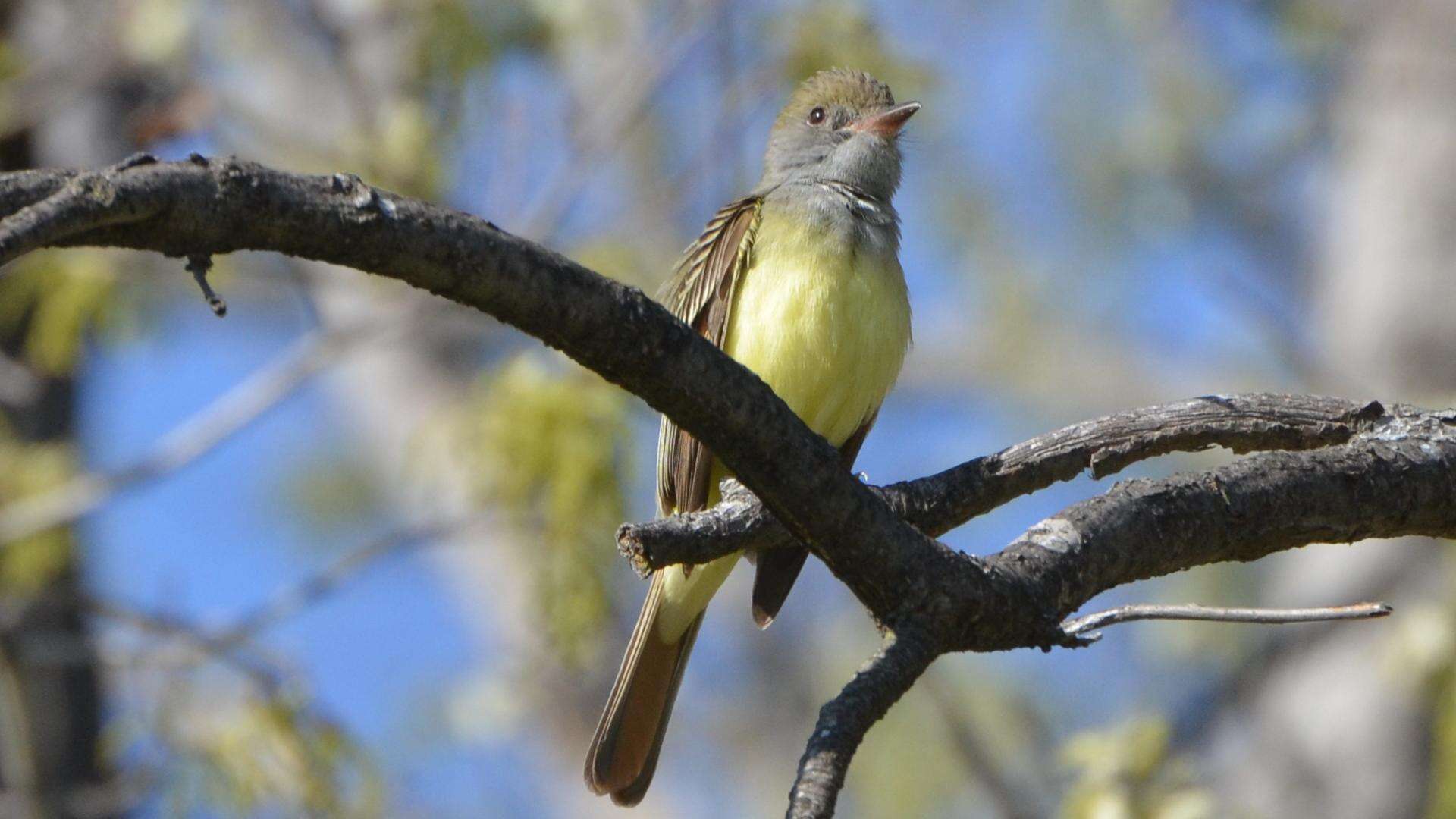 Image of Great Crested Flycatcher