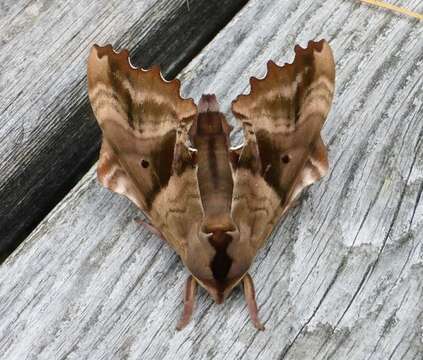 Image of blinded sphinx