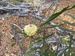 Image of Isopogon sphaerocephalus Lindl.