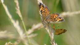 Image of Pearl Crescent