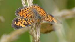 Image of Pearl Crescent