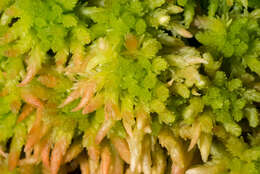 Sphagnum falcatulum Bescherelle 1885的圖片