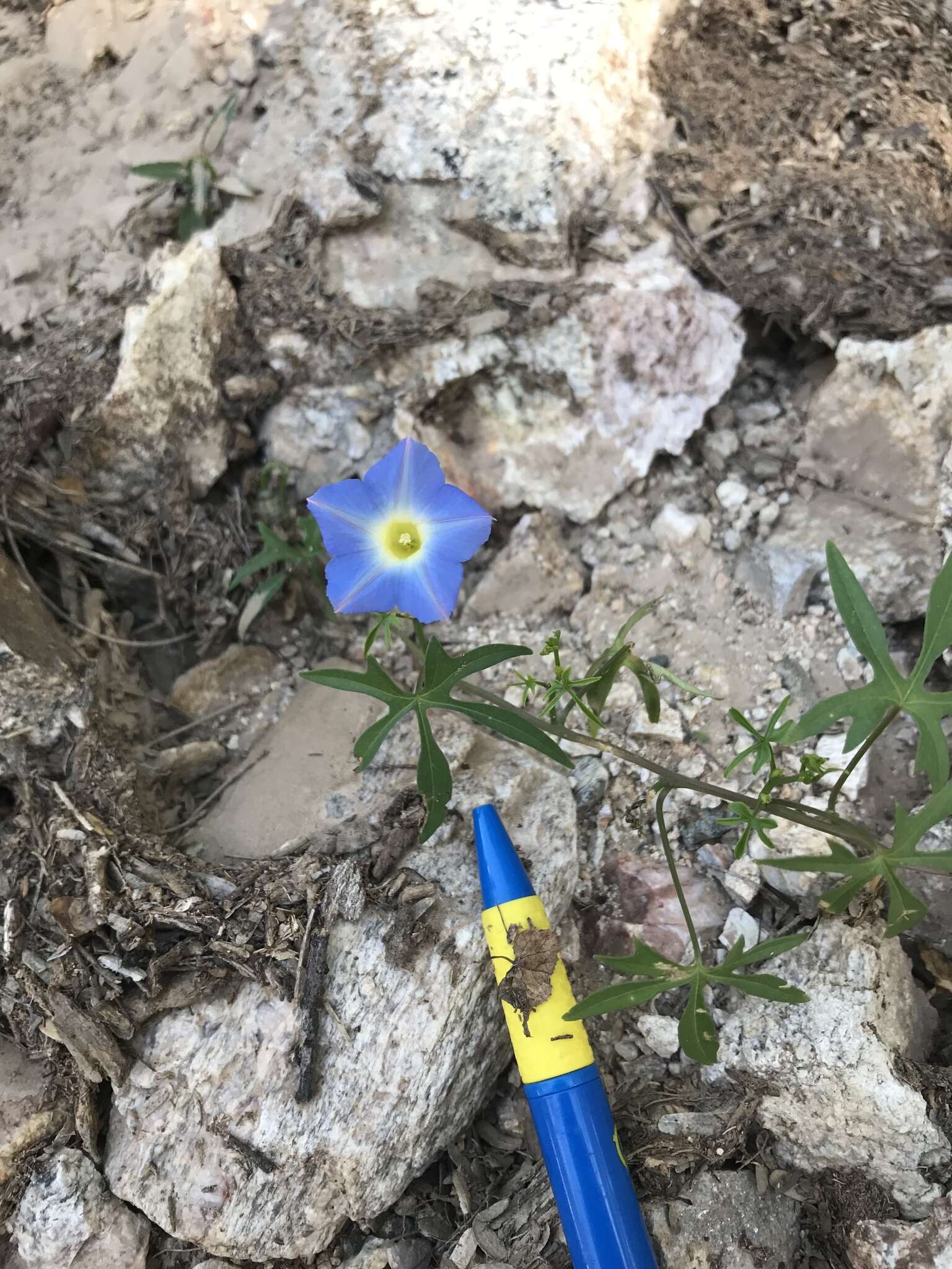 Image de Ipomoea barbatisepala A. Gray