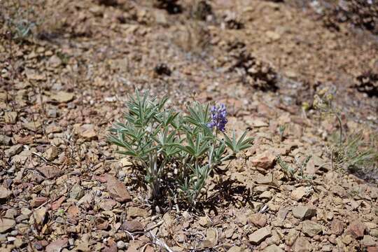 صورة Lupinus argenteus var. palmeri (S. Watson) Barneby