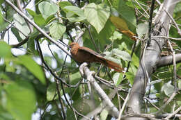 Image of MacKinlay's Cuckoo-Dove